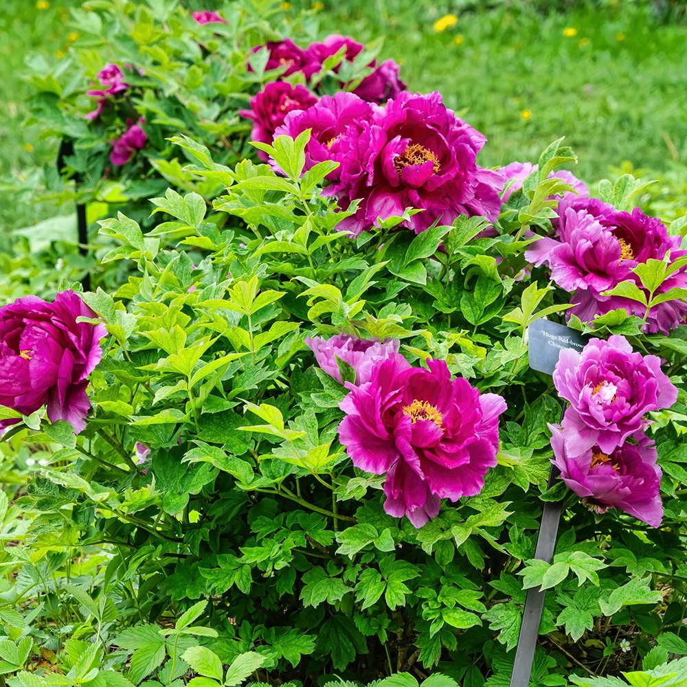 Bujor Copac Ling Hua Zhan Lu, cu flori mov-roz