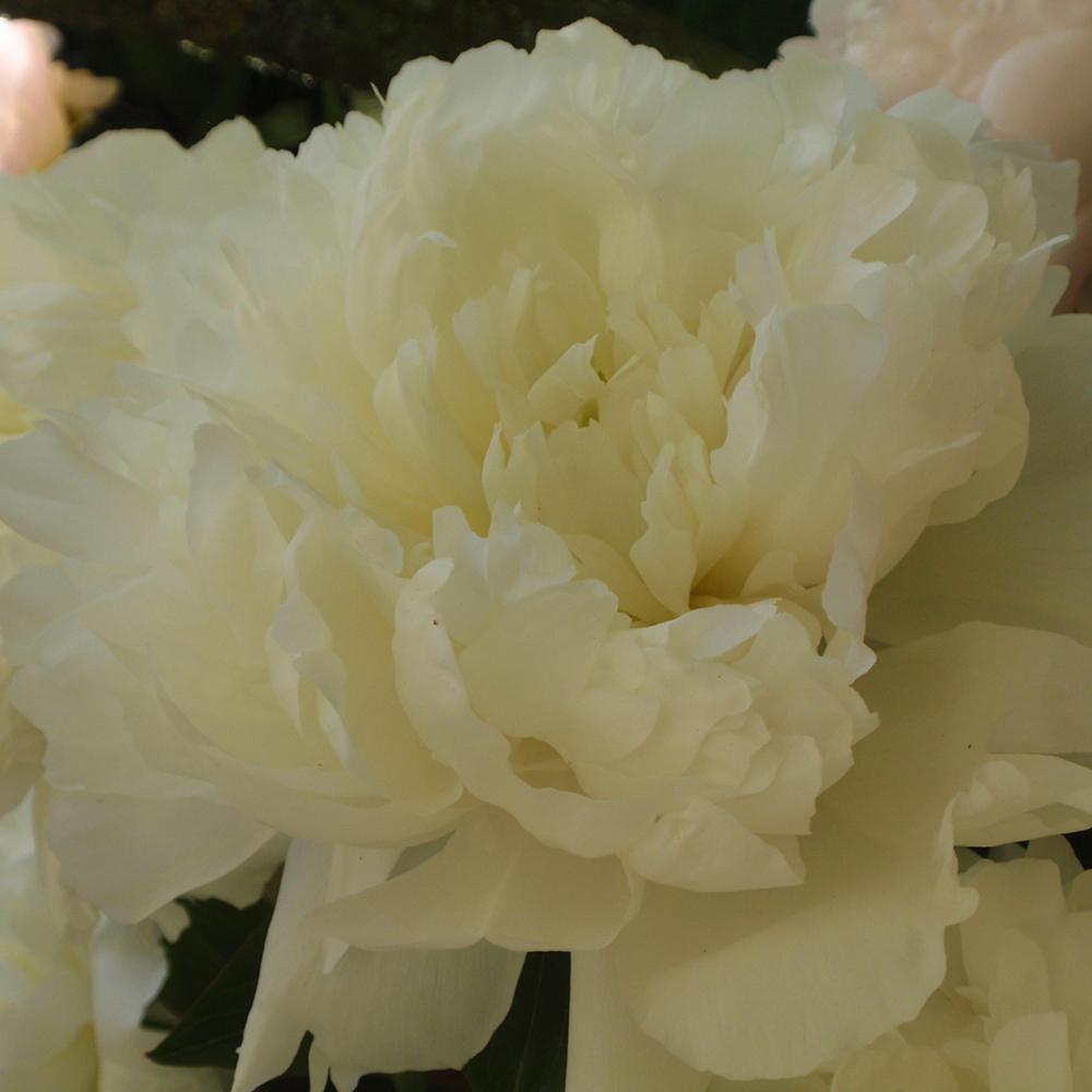 Bujor arbustiv nobil Marie Lemoine, cu flori albe-lamaie