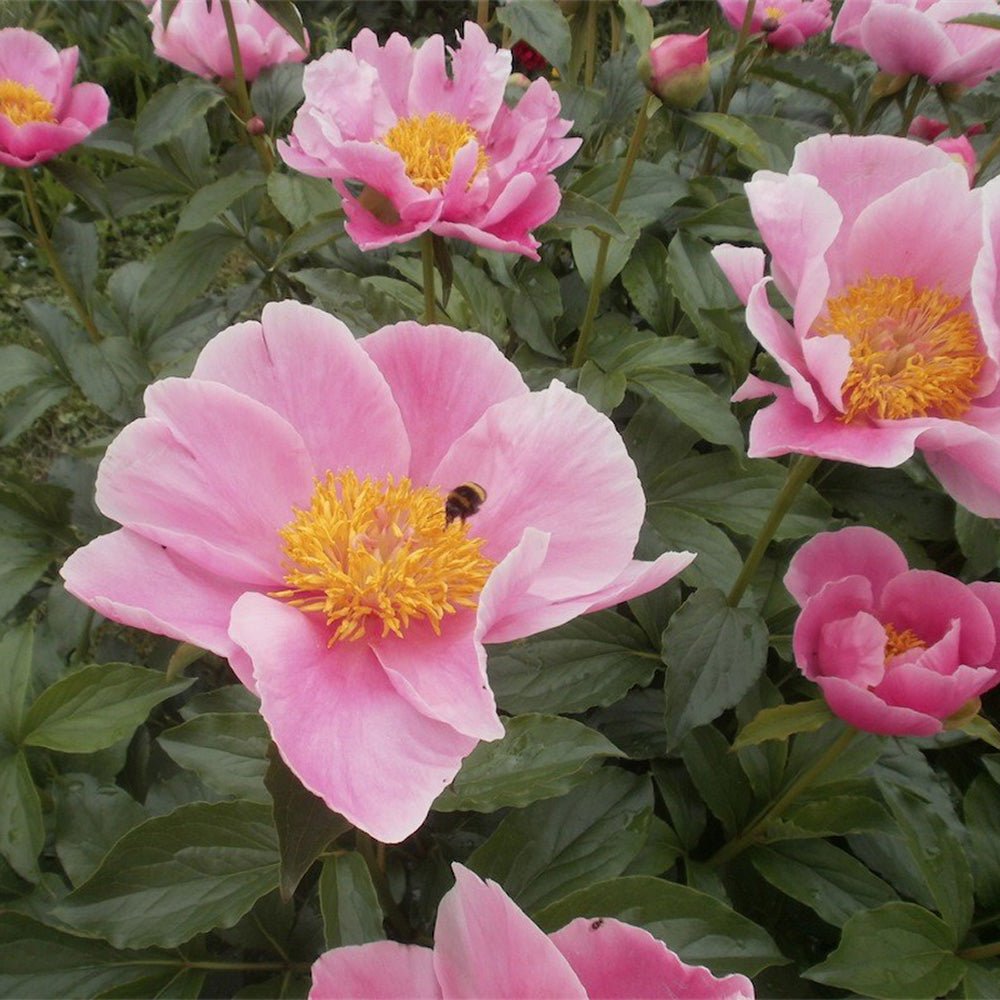 Bujor arbustiv Nymphe, cu flori roz-deschis