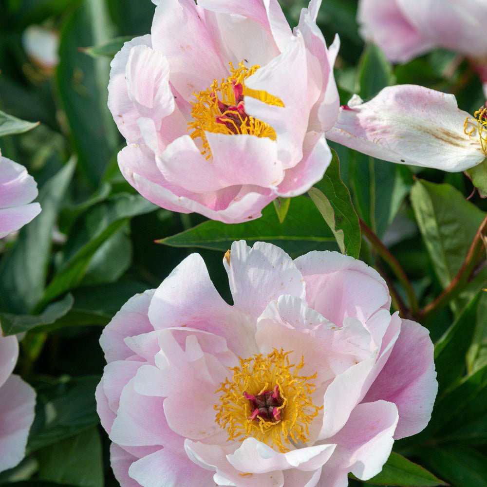 Bujor arbustiv Nymphe, cu flori roz-deschis