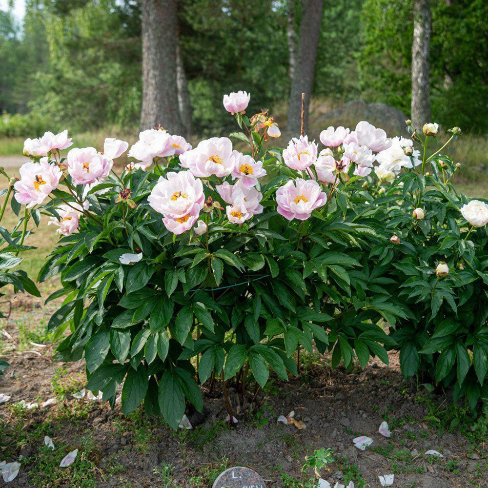 Bujor arbustiv Nymphe, cu flori roz-deschis