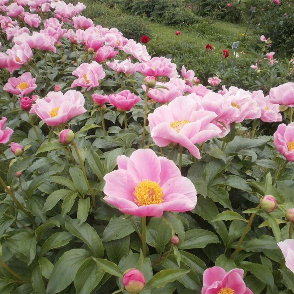 Bujor arbustiv Nymphe, cu flori roz-deschis