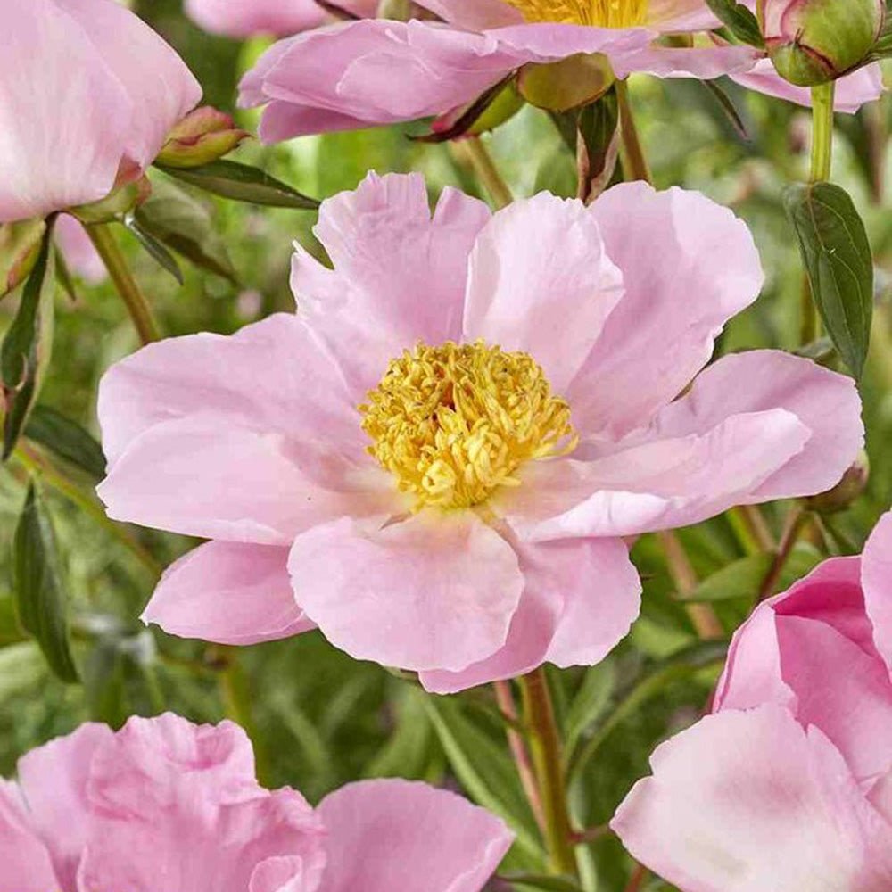 Bujor arbustiv Nymphe, cu flori roz-deschis