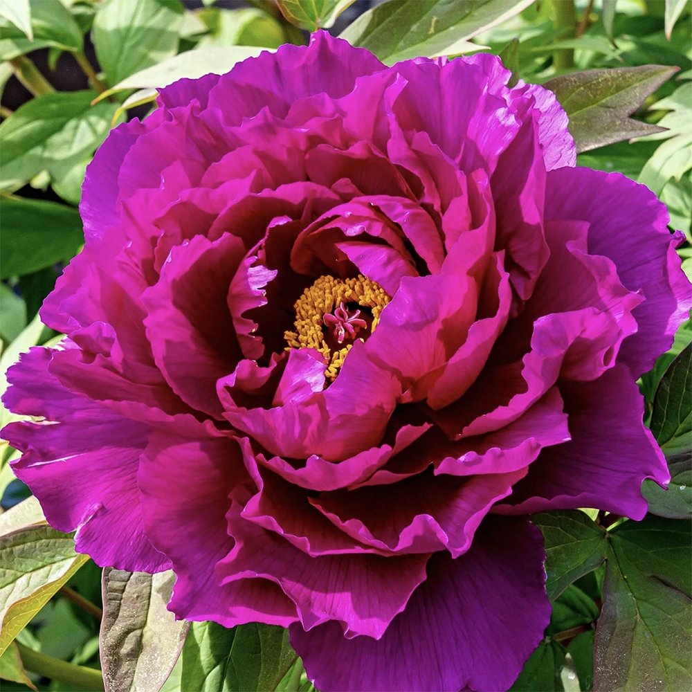 Bujor Copac Wu Long Peng Sheng, cu flori violacee