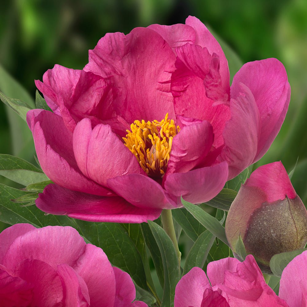 Bujor arbustiv Pink Ardour, cu flori roz aprins