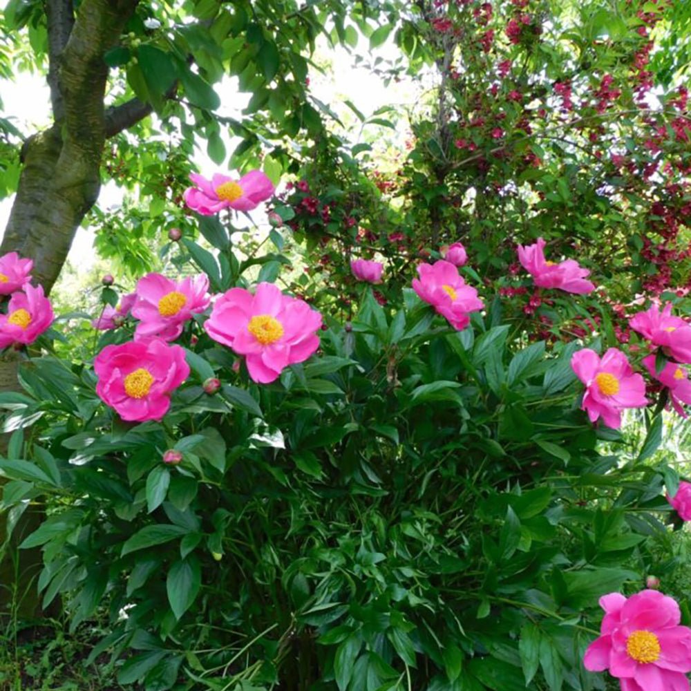 Bujor arbustiv Pink Ardour, cu flori roz aprins