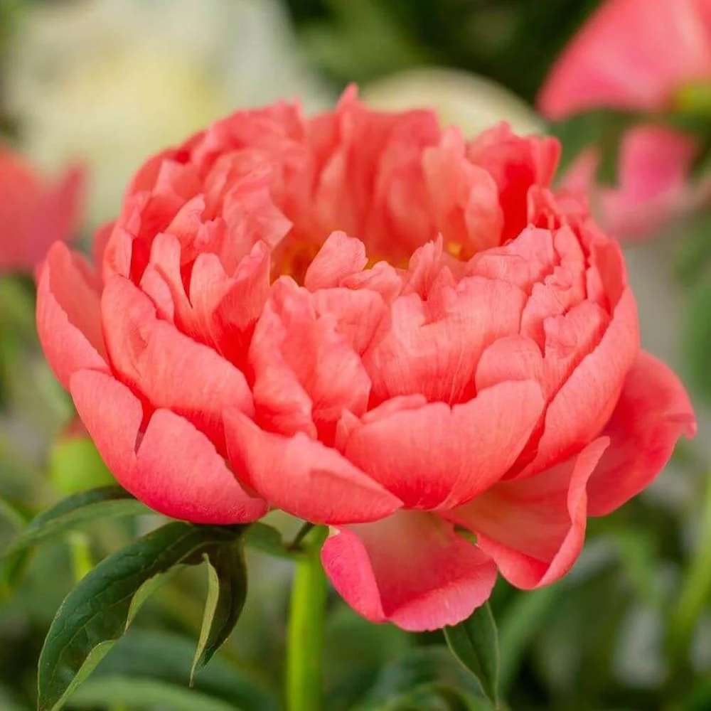 Bujor arbustiv nobil Coral Sunset, cu flori corai