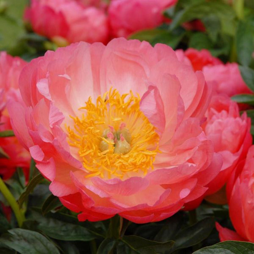 Bujor arbustiv nobil Coral Sunset, cu flori corai