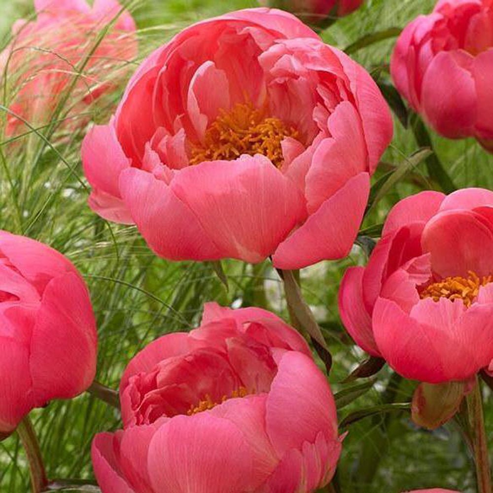 Bujor arbustiv nobil Coral Sunset, cu flori corai