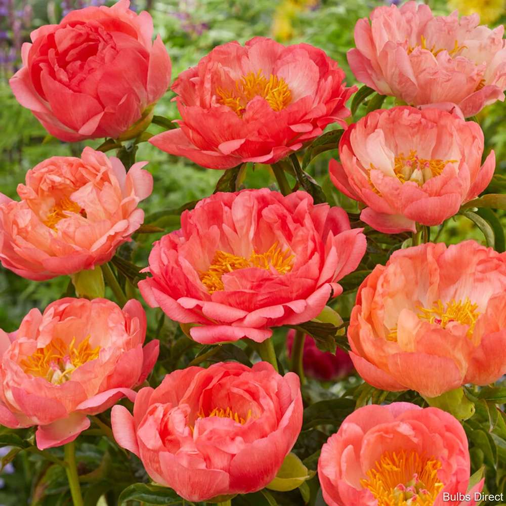 Bujor arbustiv nobil Coral Sunset, cu flori corai