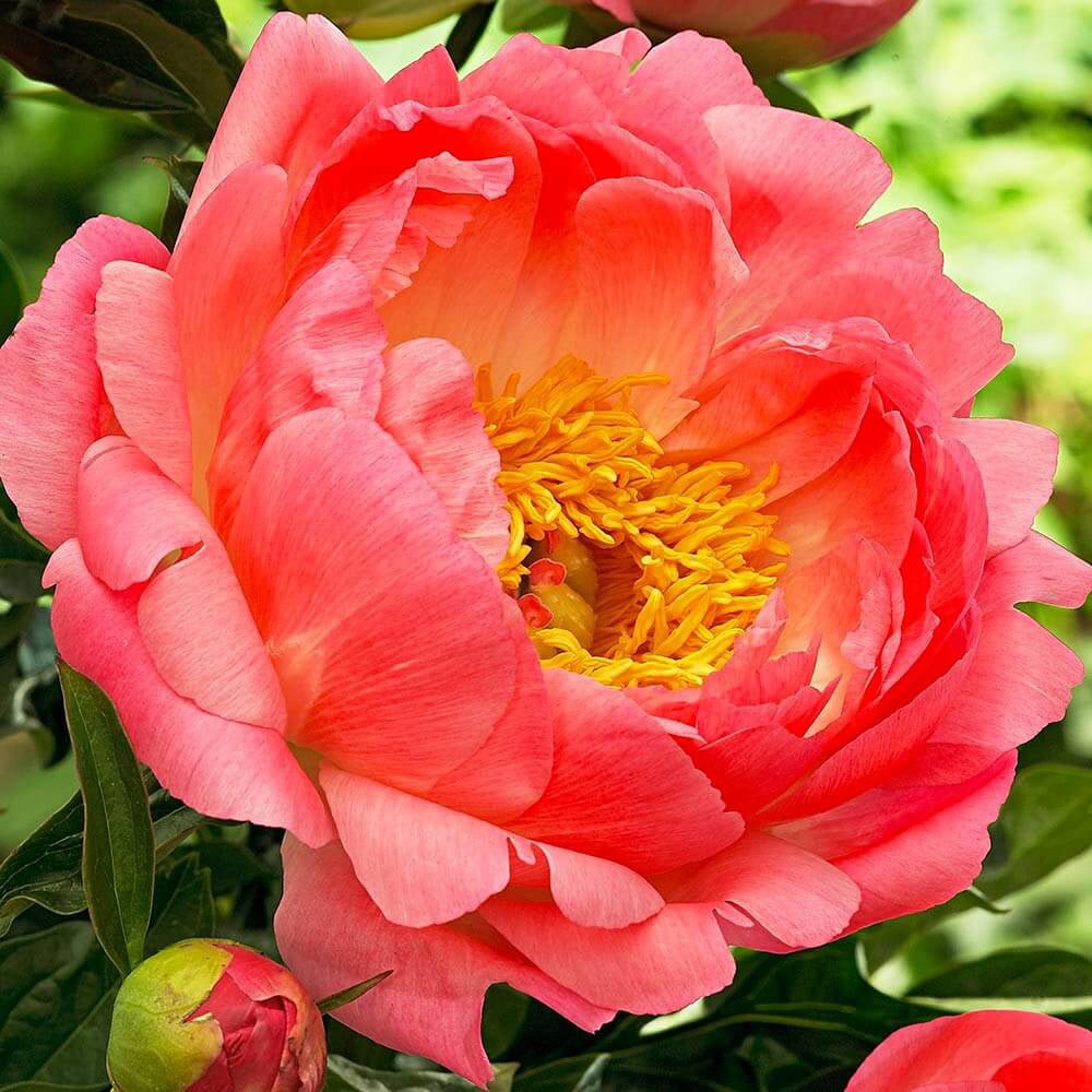 Bujor arbustiv nobil Coral Sunset, cu flori corai