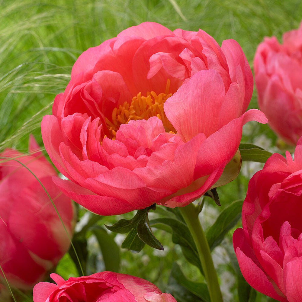 Bujor arbustiv nobil Coral Sunset, cu flori corai