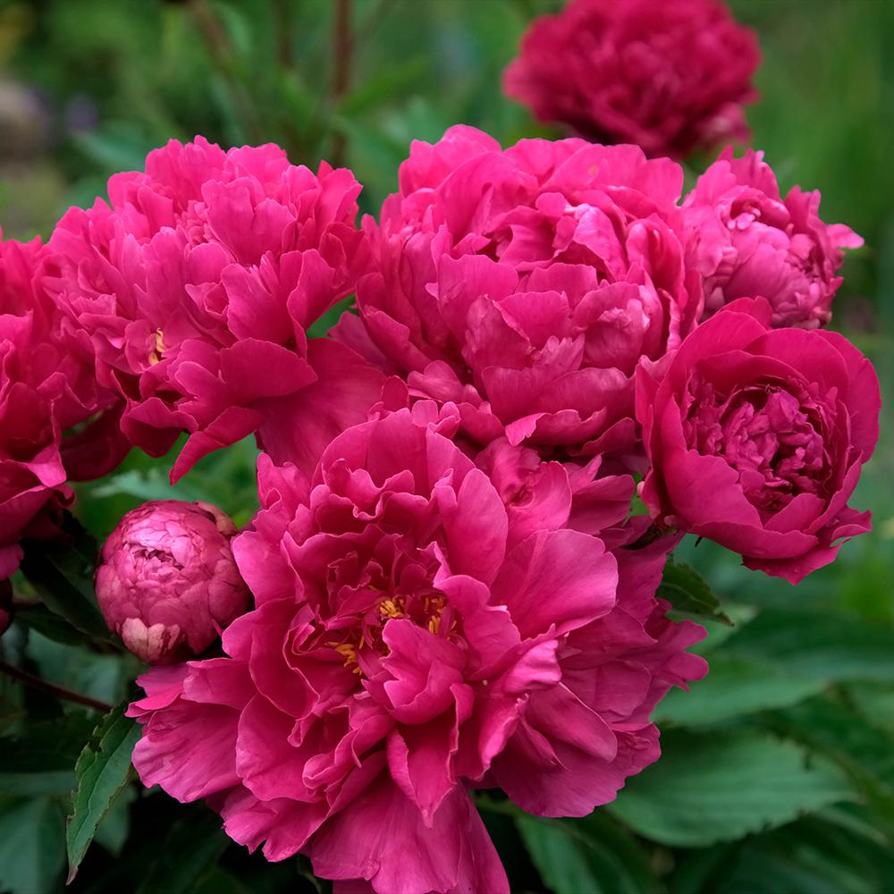 Bujor arbustiv nobil Rosea Plena, cu flori roz-plin