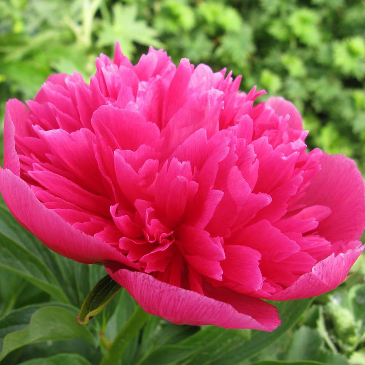 Bujor arbustiv nobil Rosea Plena, cu flori roz-plin