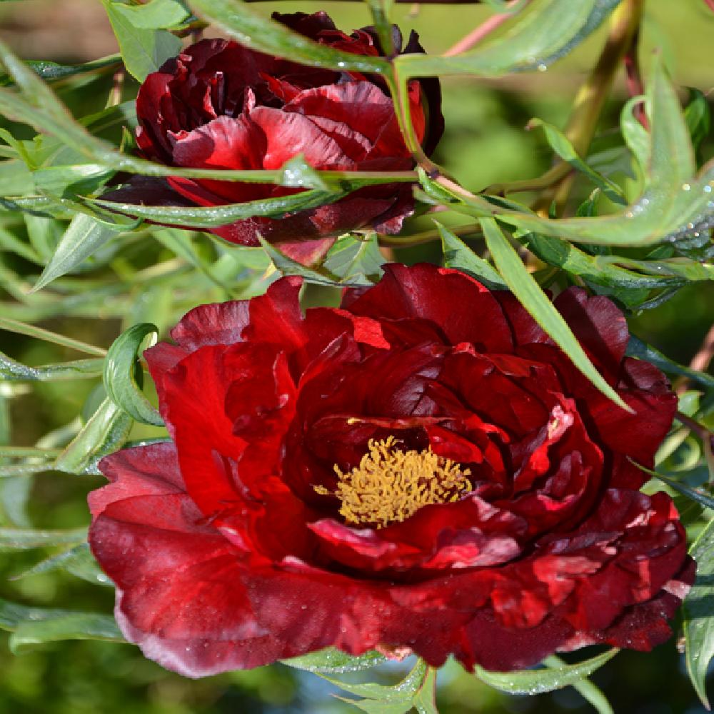 Bujor Copac Wu Jin Yao Hui, cu flori burgundii-maroon
