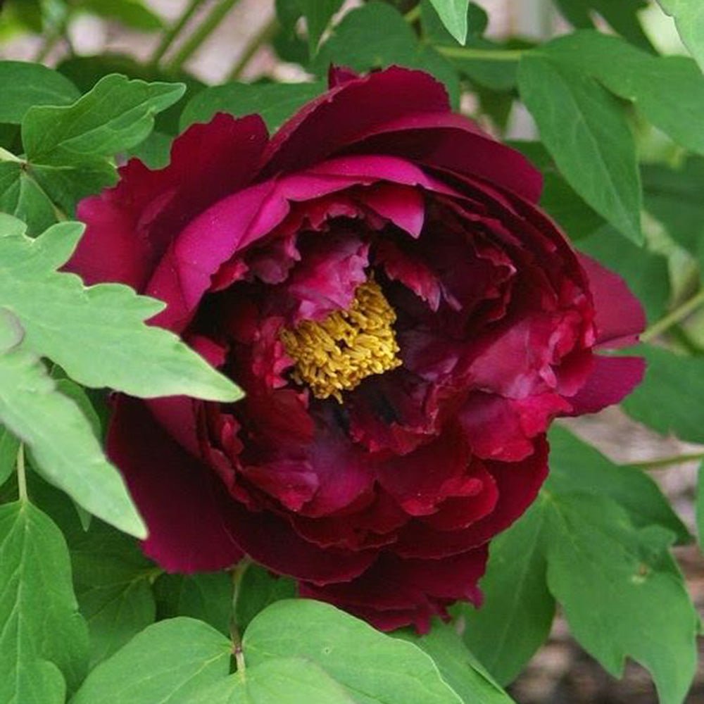 Bujor Copac Wu Jin Yao Hui, cu flori burgundii-maroon