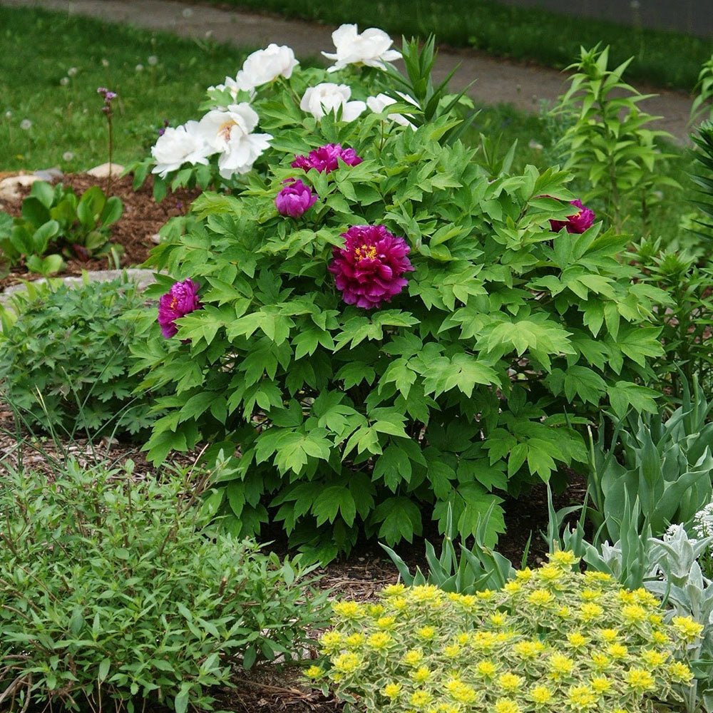Bujor Copac Wu Jin Yao Hui, cu flori burgundii-maroon