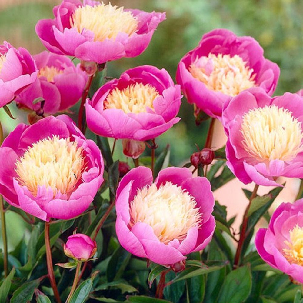 Bujor arbustiv nobil Bowl of Beauty, cu flori roz trandafiriu