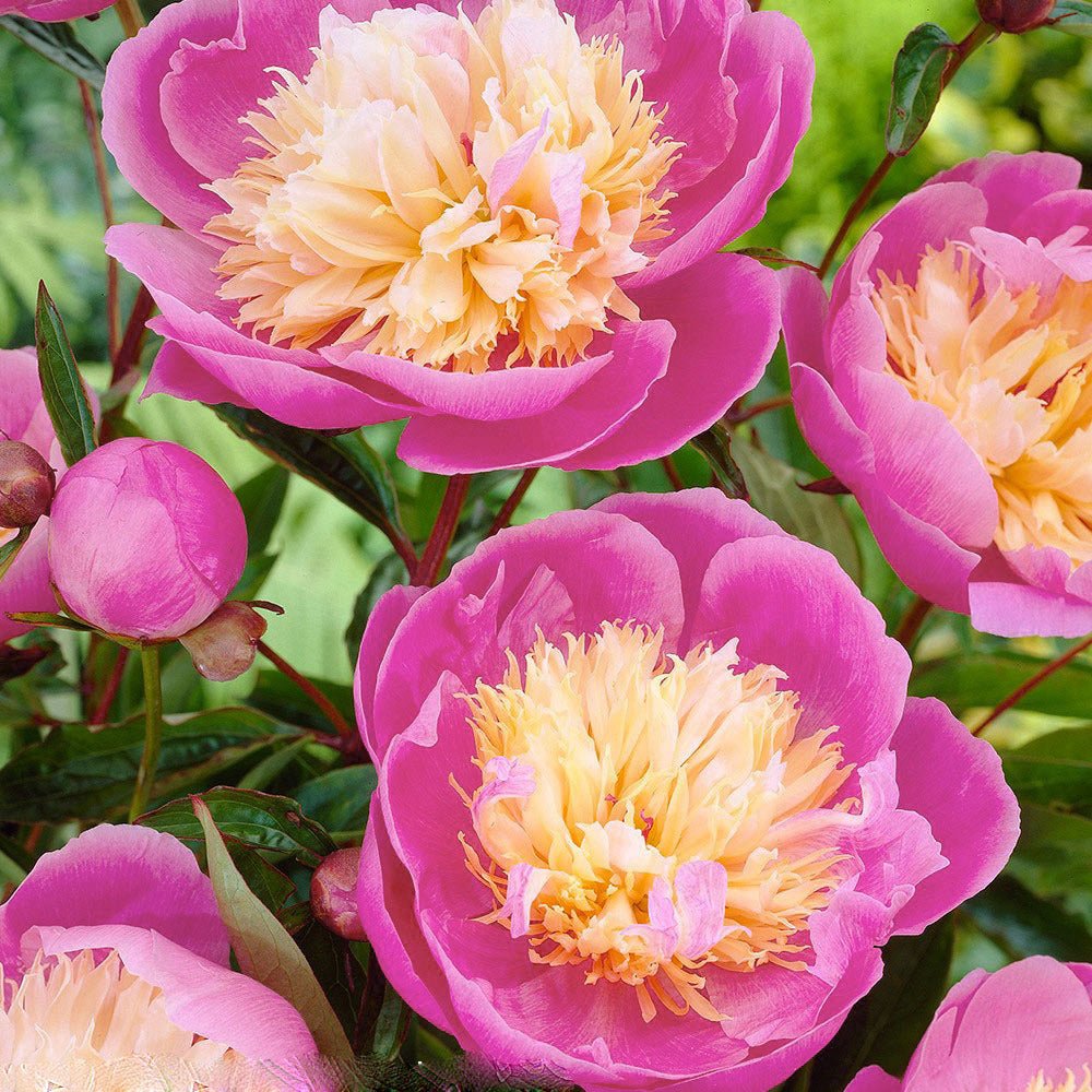 Bujor arbustiv nobil Bowl of Beauty, cu flori roz trandafiriu