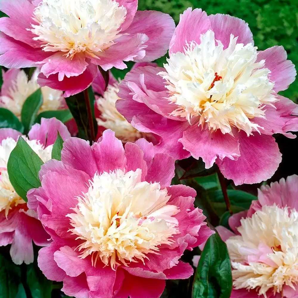 Bujor arbustiv nobil Bowl of Beauty, cu flori roz trandafiriu