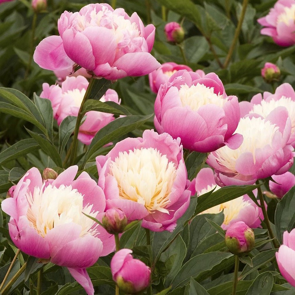 Bujor arbustiv nobil Bowl of Beauty, cu flori roz trandafiriu