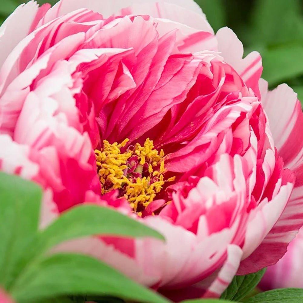 Bujor Copac Bicolor Shimanishki, cu flori albe-roz