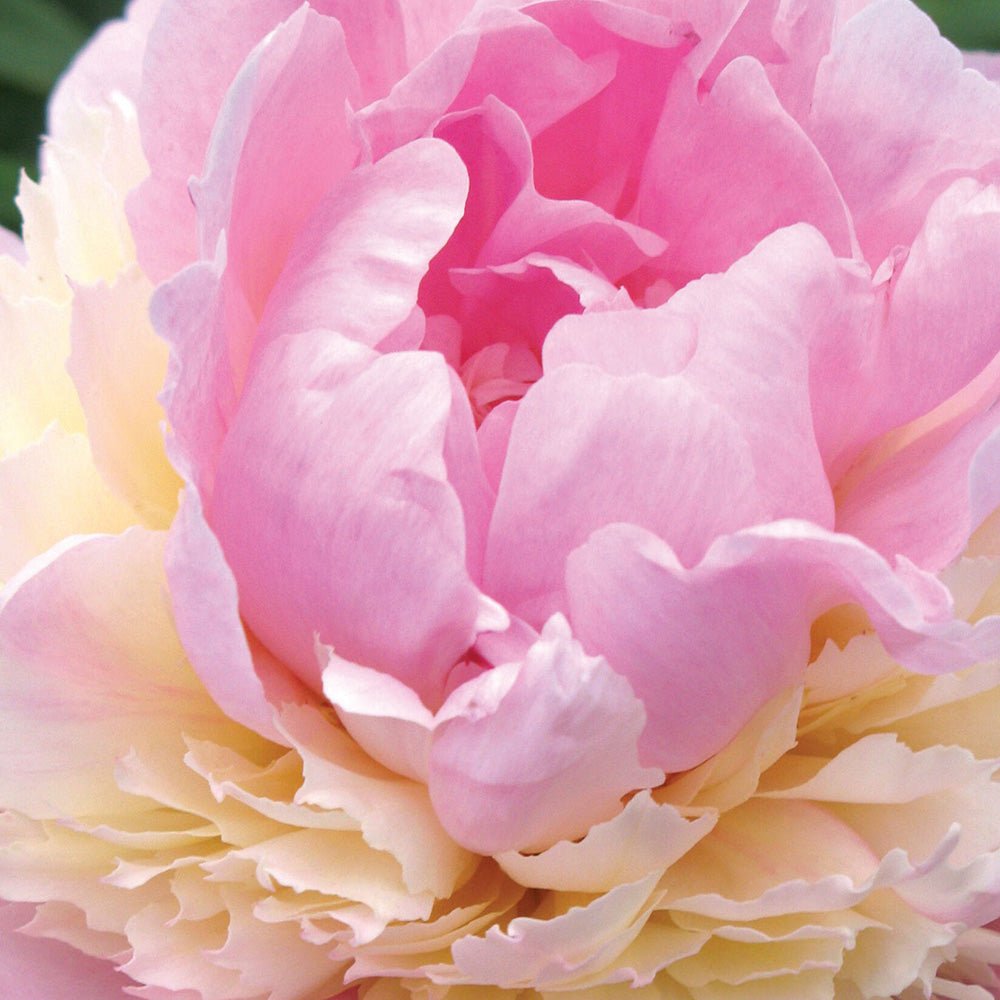 Bujor arbustiv nobil Sorbet, cu flori de nuante roz-crem si galben