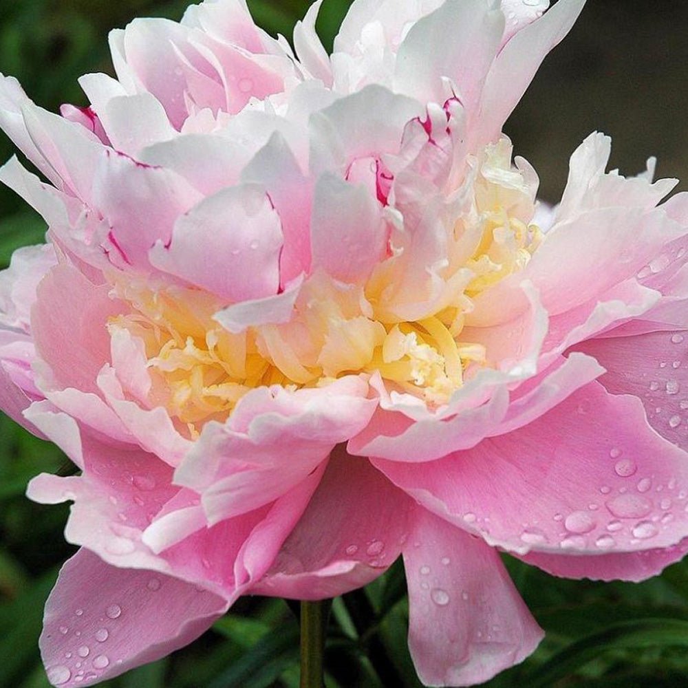 Bujor arbustiv nobil Sorbet, cu flori de nuante roz-crem si galben