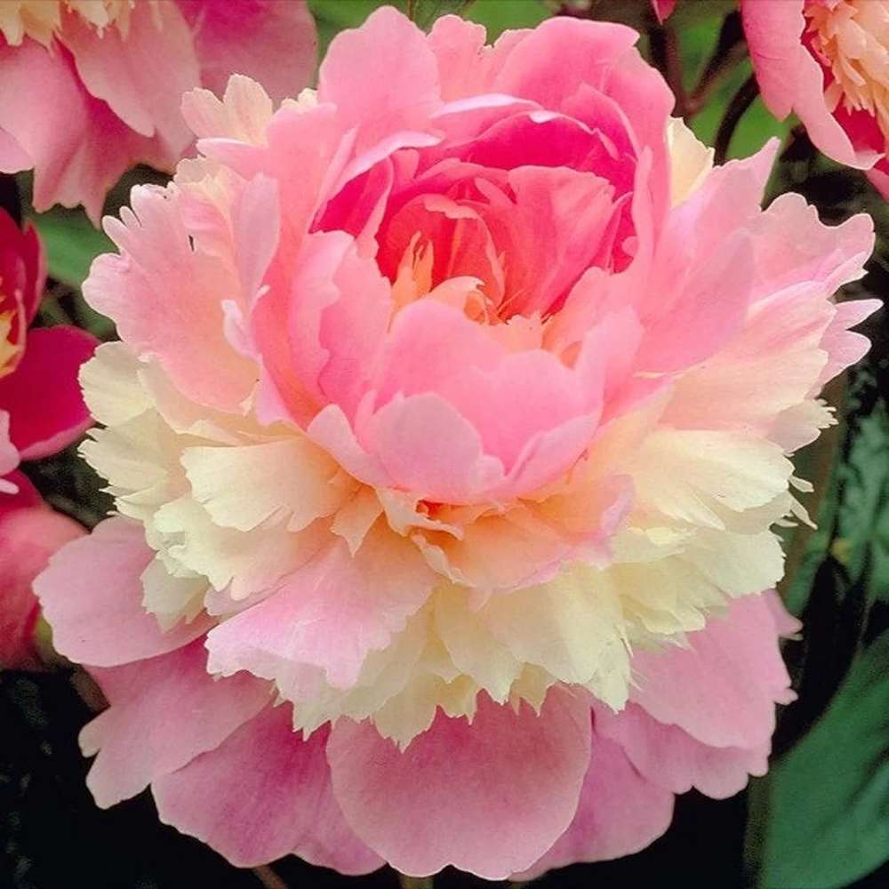 Bujor arbustiv nobil Sorbet, cu flori de nuante roz-crem si galben