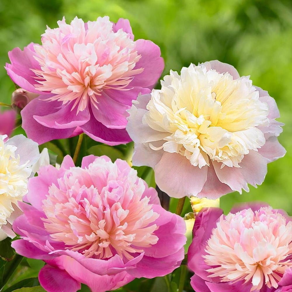 Bujor arbustiv nobil Sorbet, cu flori de nuante roz-crem si galben