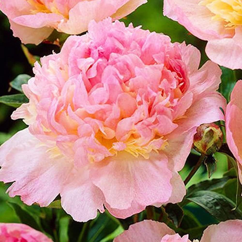 Bujor arbustiv nobil Sorbet, cu flori de nuante roz-crem si galben