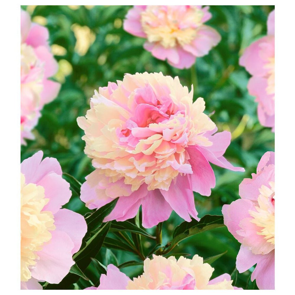 Bujor arbustiv nobil Sorbet, cu flori de nuante roz-crem si galben