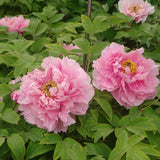Bujor roz Rou Fu Rong - Tip Copac - VERDENA-15-25 cm inaltime, livrat in ghiveci de 1.1 l