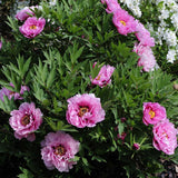 Bujor roz Yin Hong Qiao Dui - Tip Copac - VERDENA-15-25 cm inaltime, livrat in ghiveci de 1.1 l