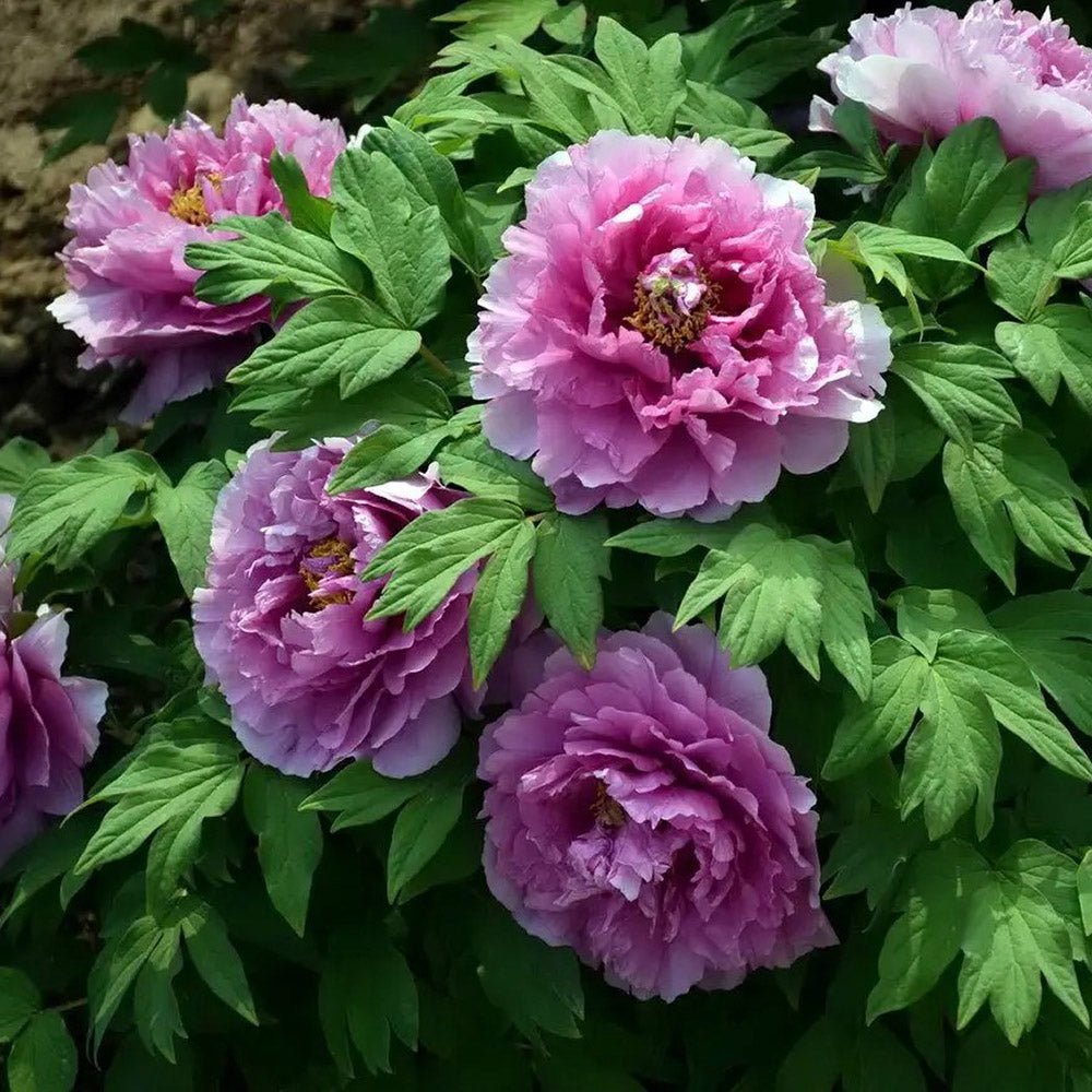 Bujor Copac Yin Hong Qiao Dui, cu flori roz