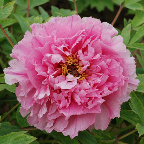 Bujor roz Yin Hong Qiao Dui - Tip Copac - VERDENA-15-25 cm inaltime, livrat in ghiveci de 1.1 l