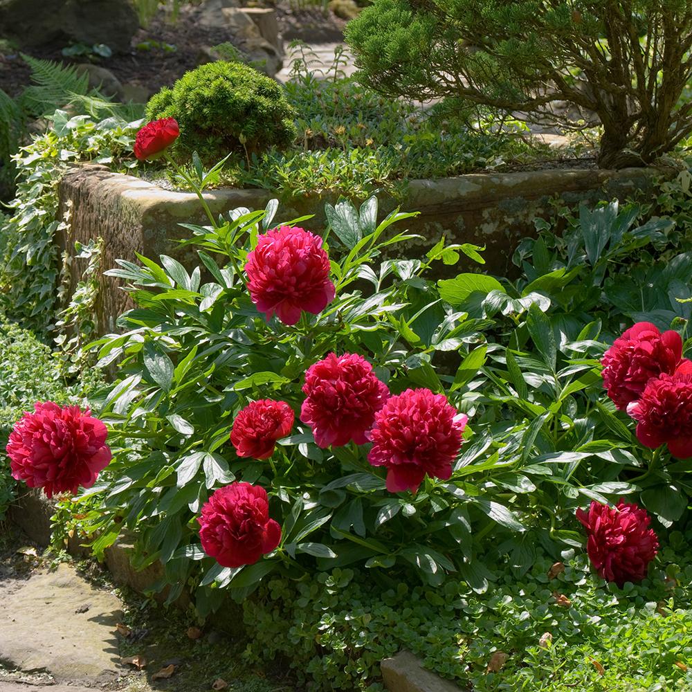 Bujor arbustiv nobil Rubra Plena, cu flori rubinii