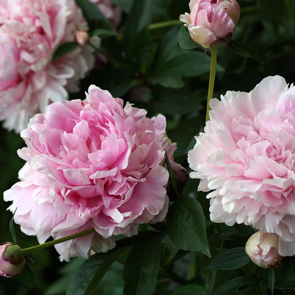 Bujor arbustiv nobil Sarah Bernhardt, cu flori roz si parfum puternic