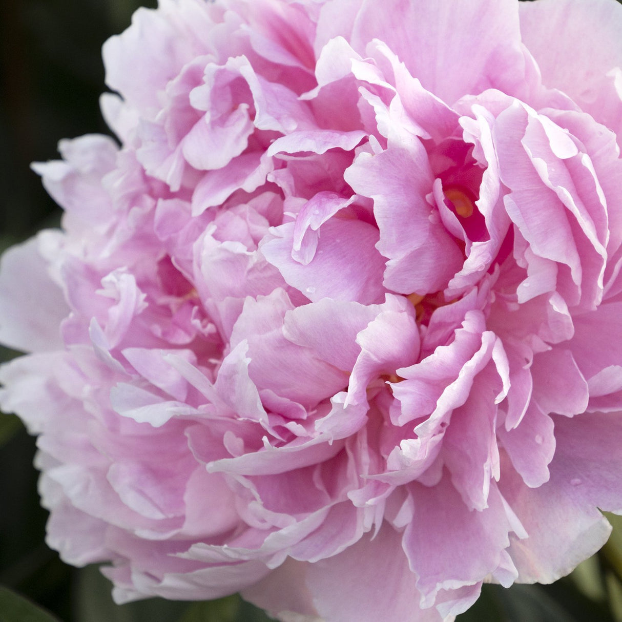 Bujor arbustiv nobil Sarah Bernhardt, cu flori roz si parfum puternic