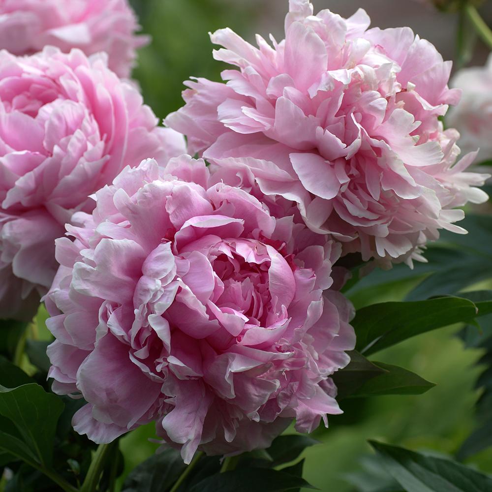 Bujor arbustiv nobil Sarah Bernhardt, cu flori roz si parfum puternic