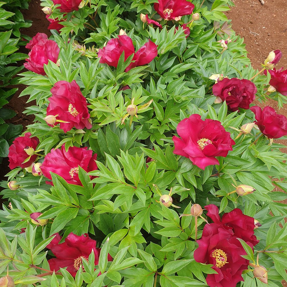 Bujor Hibrid Itoh Scarlet Heaven, cu flori rosu-inchis