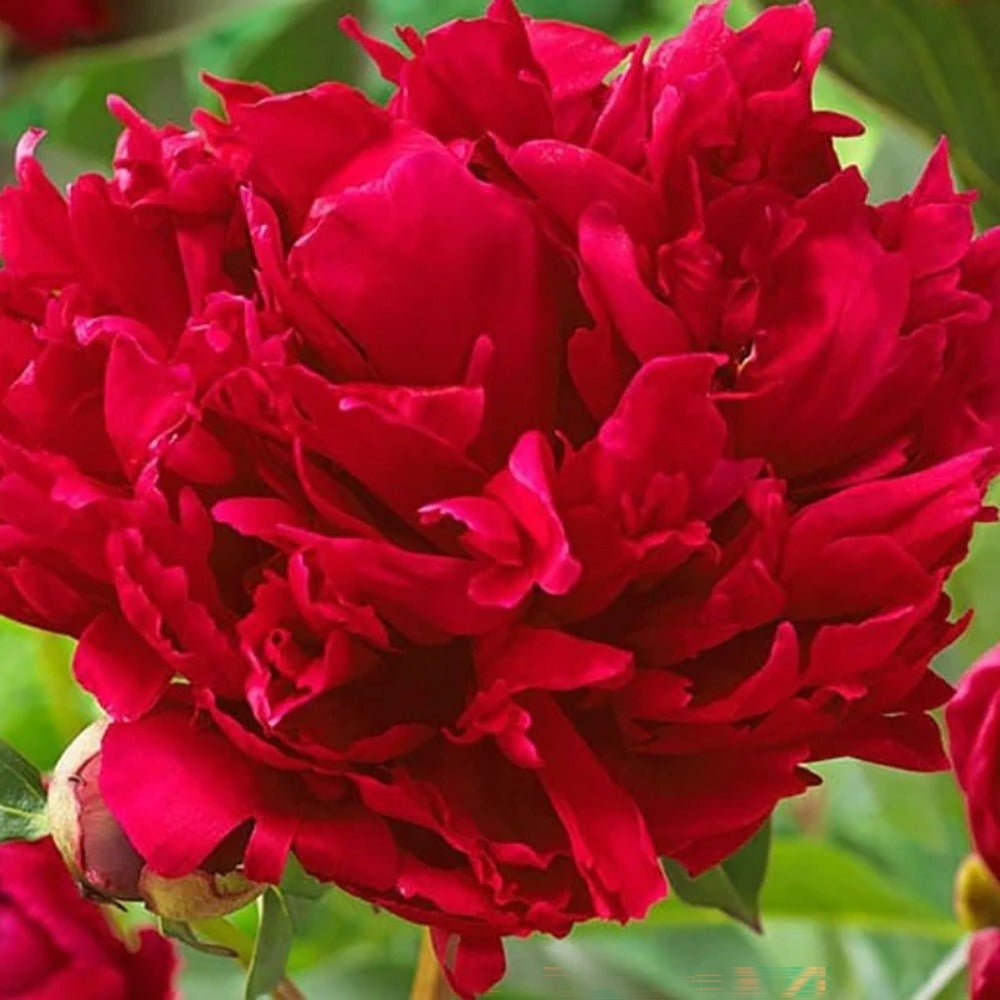 Bujor arbustiv nobil Red Magic, cu flori rosii