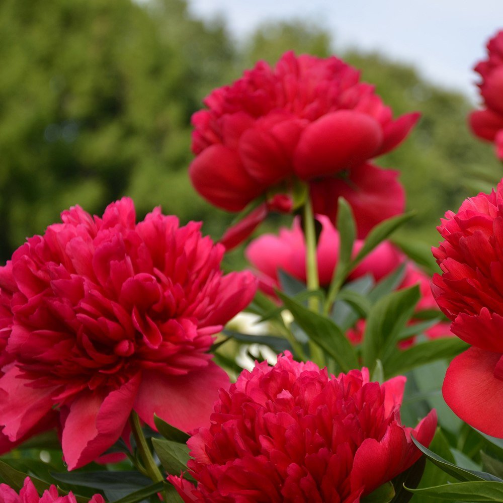 Bujor arbustiv nobil Red Magic, cu flori rosii