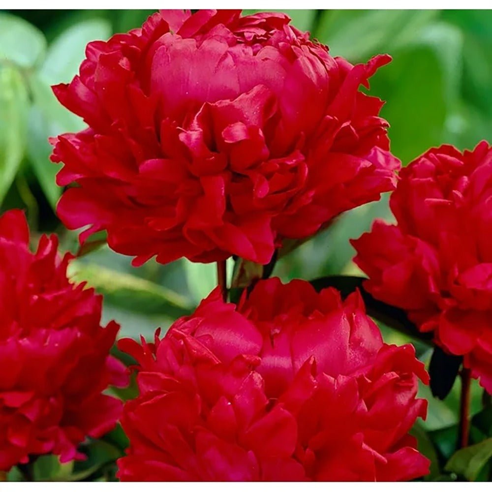 Bujos arbustiv nobil Red Magic, cu flori rosii - VERDENA-livrat in ghiveci de 5 l