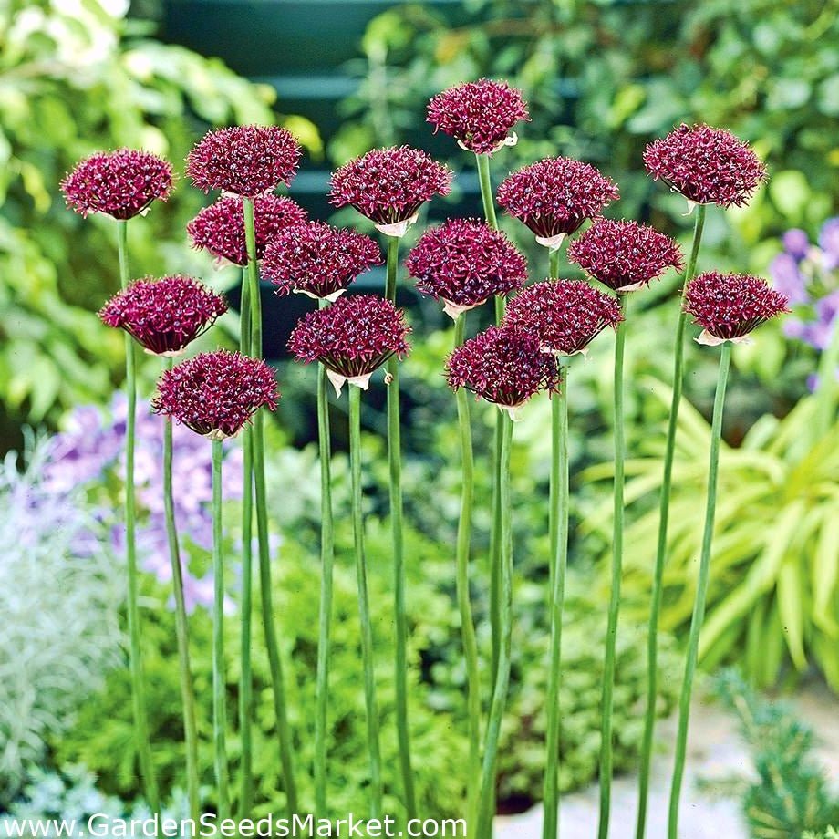 Bulbi Ceapa Ornamentala (Allium) Atropurpureum (5 Bucati/Pachet)