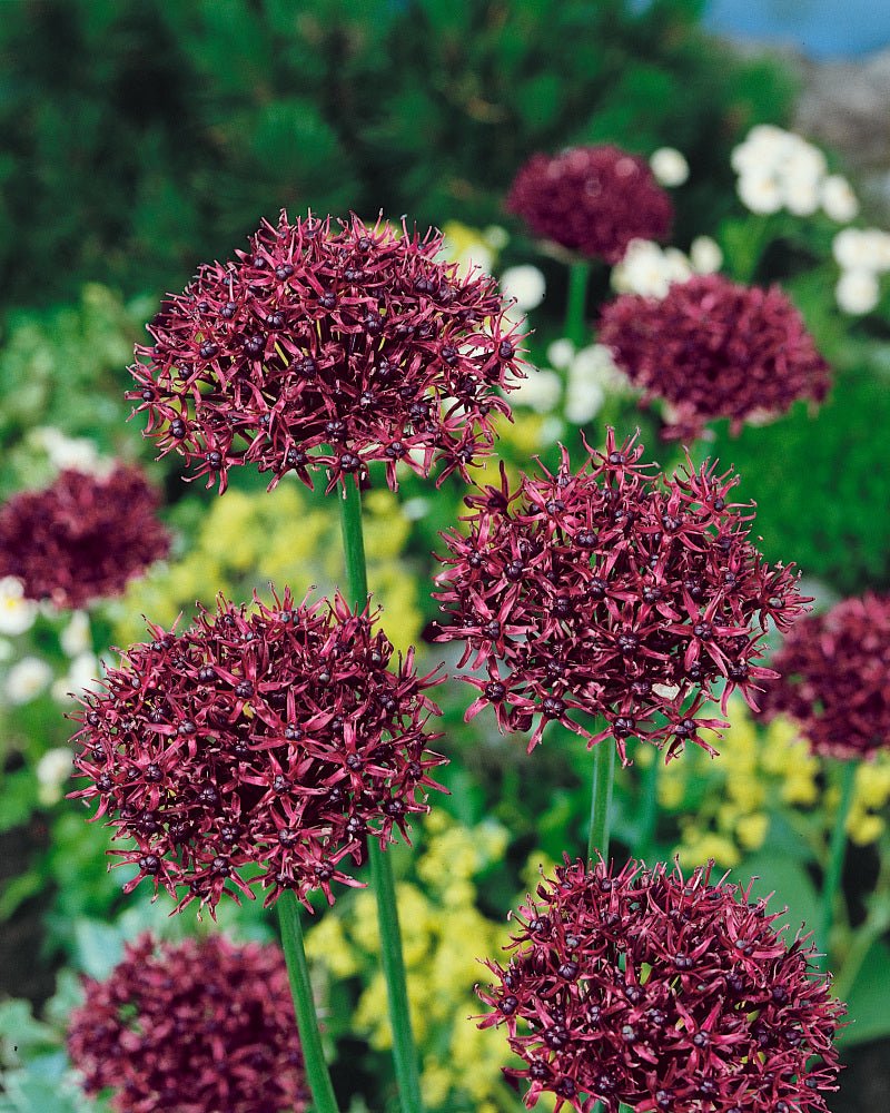 Bulbi Ceapa Ornamentala (Allium) Atropurpureum (5 Bucati/Pachet)