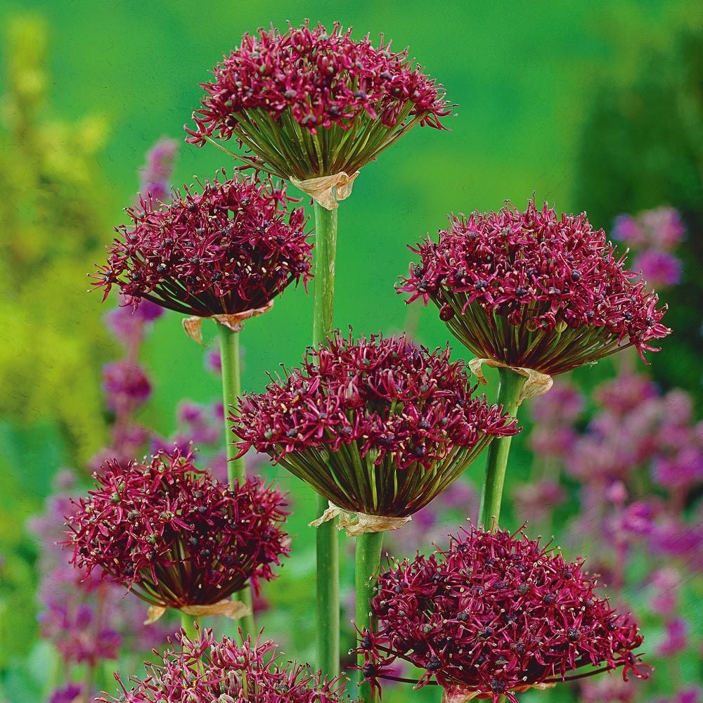 Bulbi Ceapa Ornamentala (Allium) Atropurpureum (5 Bucati/Pachet)