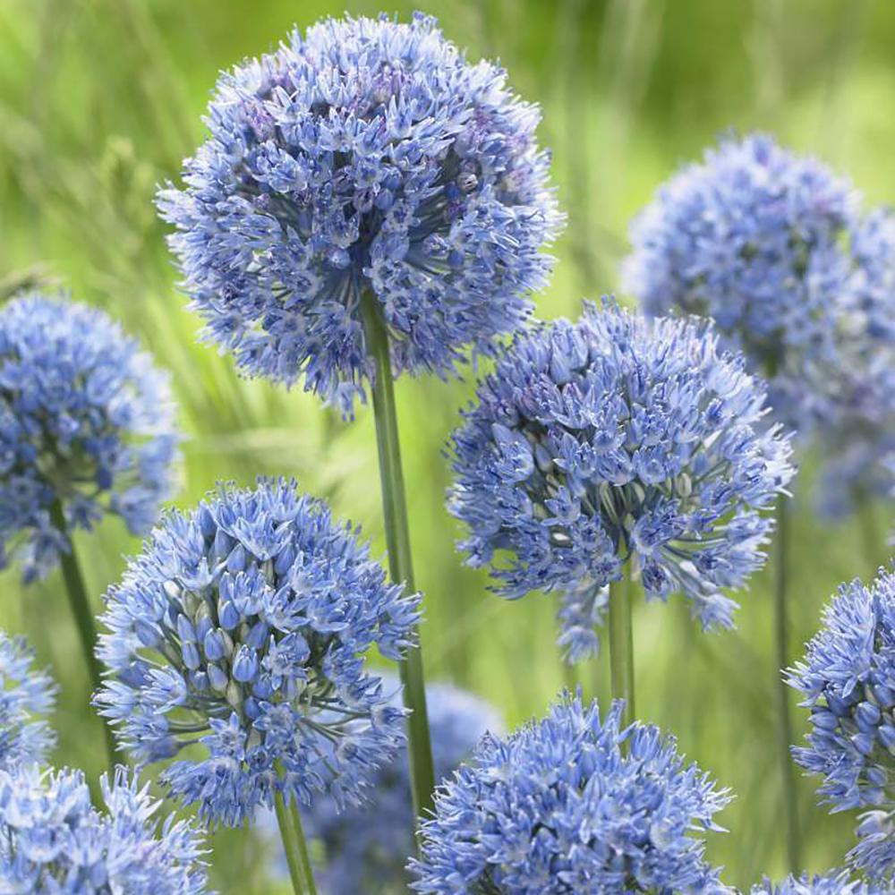 Bulbi Ceapa Ornamentala (Allium) Caeruleum Azureum, cu flori albastre globulare