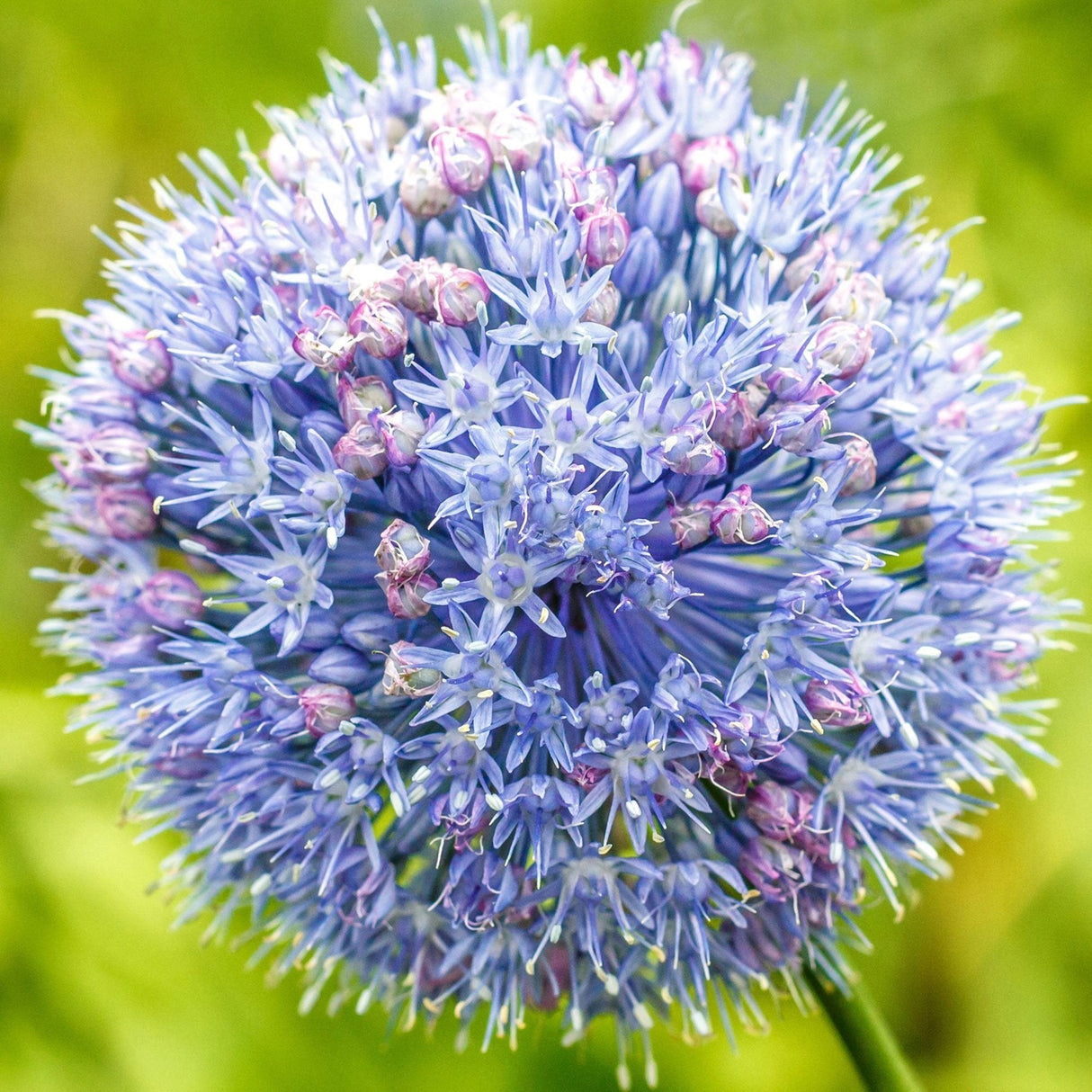 Bulbi Ceapa Ornamentala (Allium) Caeruleum Azureum, cu flori albastre globulare