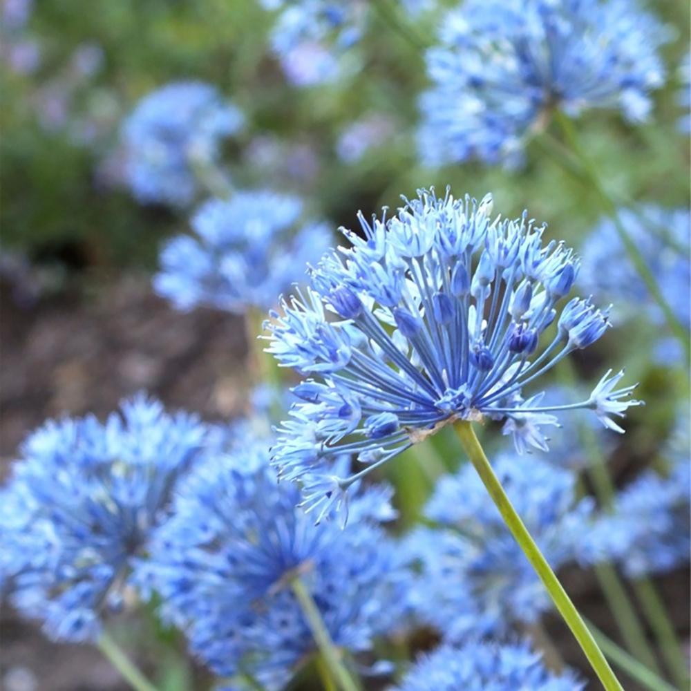 Bulbi Ceapa Ornamentala (Allium) Caeruleum Azureum, cu flori albastre globulare